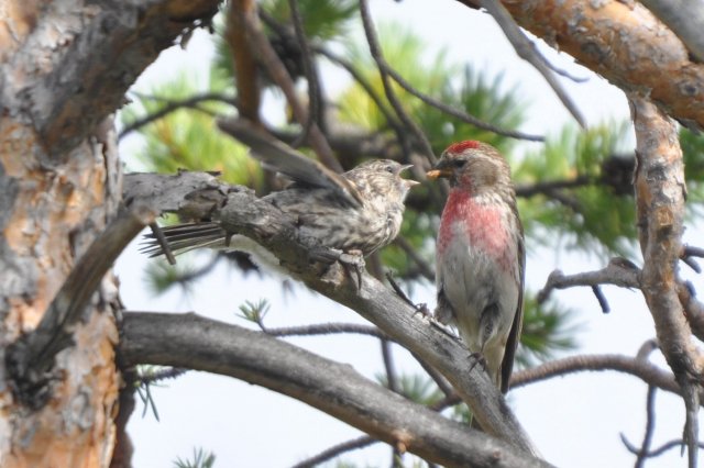 Sizerin flammé / Common Redpoll